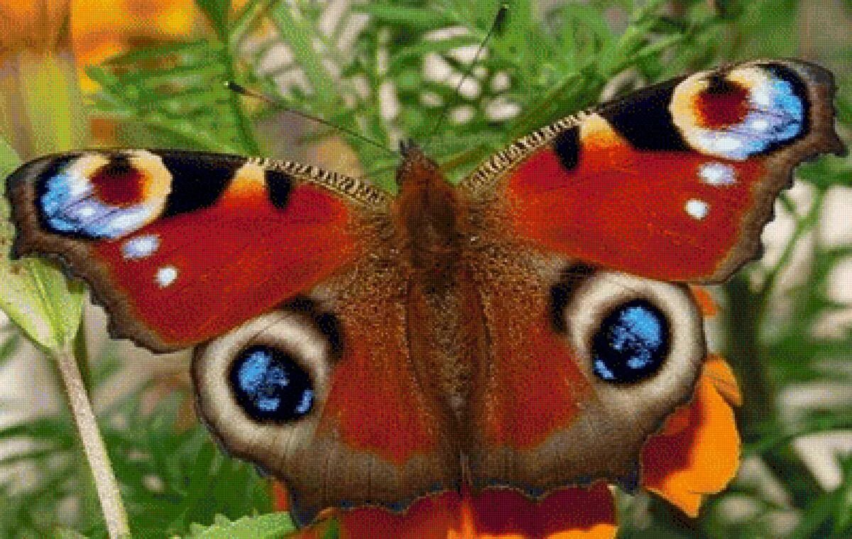 Дневной павлиний глаз бабочка. Павлиний глаз (бабочка). Бабочка Махаон павлиний глаз. Отряд чешуекрылые павлиний глаз. Крылья бабочки павлиний глаз