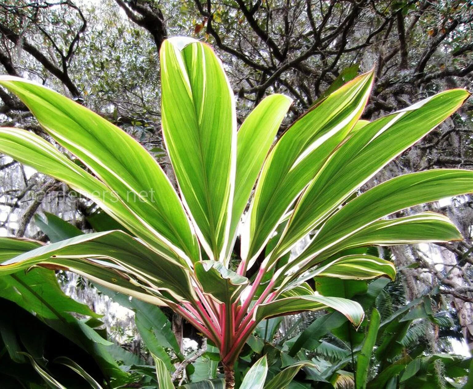 Кордилина фрутикоза. Кордилина Конга. Кордилина фрутикоза Конга. Cordyline fruticosa. Кордилина компакта