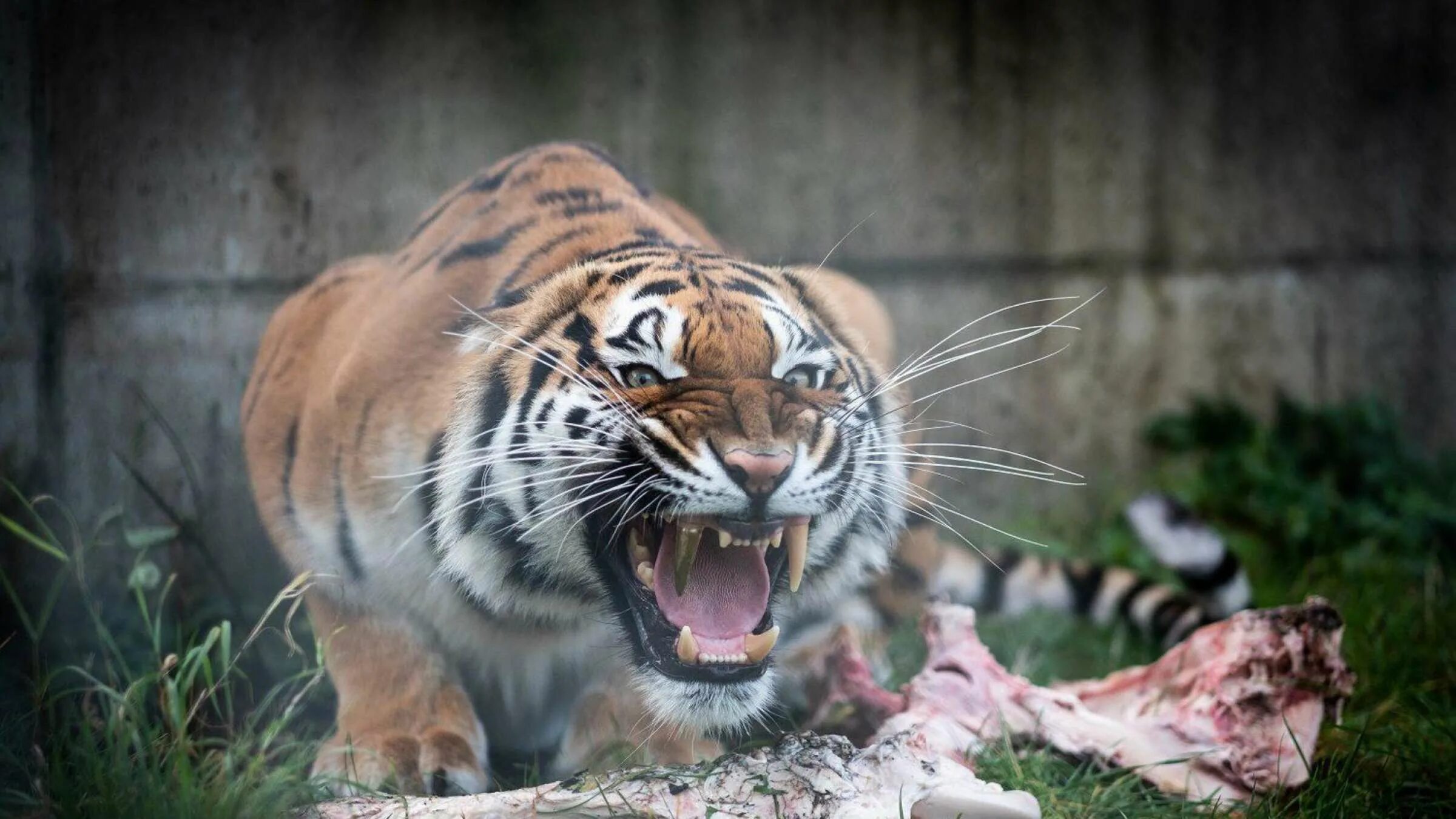 Tibetan tiger. К чему снится тигр нападает. Сонник тигр к чему снится. Нападен еживо ных на людей. Тигр другой.