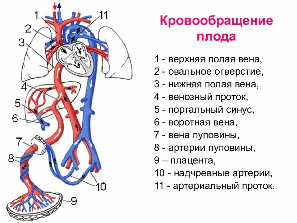 Две нижних полых вены. Кровообращение плода аранциев проток. Кровоснабжение плода схема. Воротная Вена и кровообращение плода. Внутриутробное кровообращение плода схема.