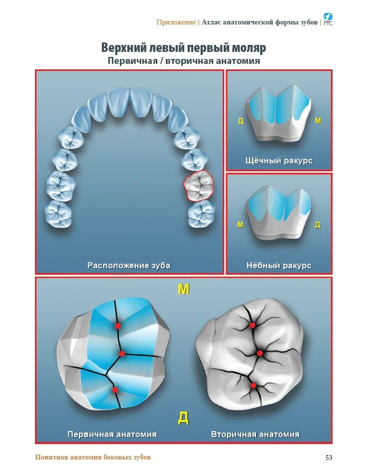 атлас анатомической формы зубов ptc. книжка для зубных техников. Tech book для зубных техников. книги для зубных техников. книжка для зубных техников.