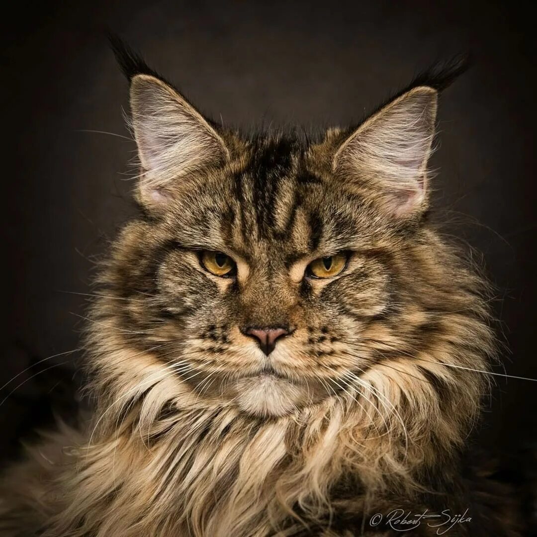 Кот ма. Мейн-кун. камышовый кот и мейн кун. коты мейн куны. камышовый мейн кун.