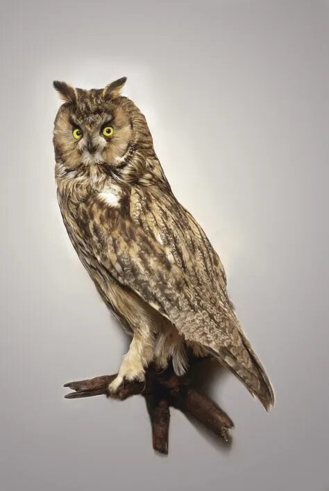 Чучело птицы "сова болотная". Чучело птицы сова. Филин чучело амазон. Чучело филина. Чучело неясыть.