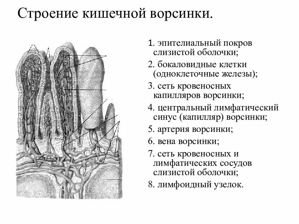 Строение ворсинки тонкого кишечника. Ворсинка слизистой оболочки тонкого кишечника. Строение ворсинки тонкой кишки анатомия. Слизистая строение тонкой кишки. Кишечные ворсинки характерны для