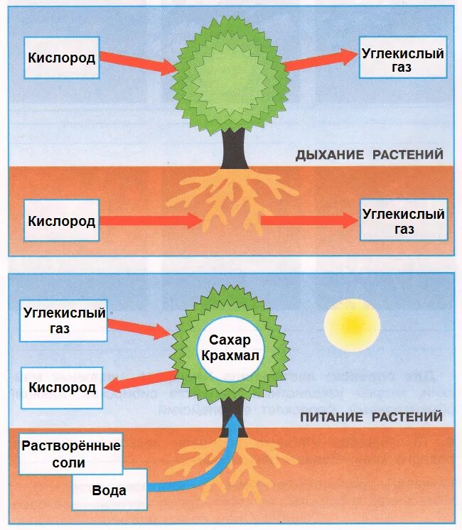 Схема питания и дыхания растений 3 класс. Модель дыхания и питания растений. Питание растений схема 3 класс. Питание растений 3 класс.