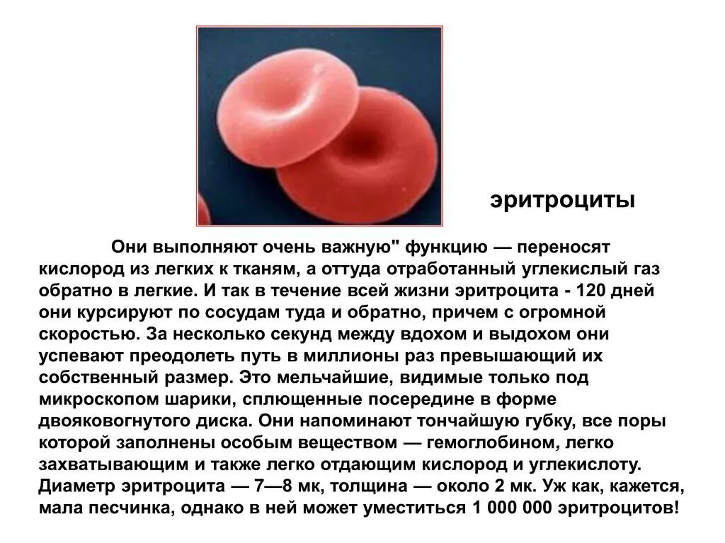 Эритроциты переносят кислород. Перенос кислорода эритроцитами. Эритроциты крови человека. Эритроциты красные клетки крови.
