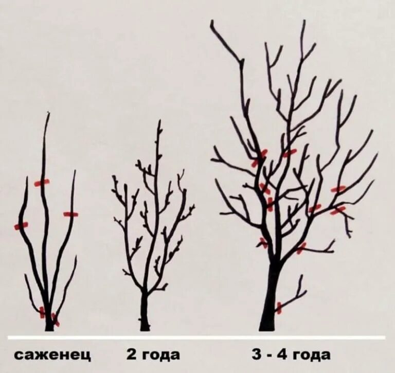 Через сколько плодоносит слива. Обрезка плодовых деревьев слива весной.