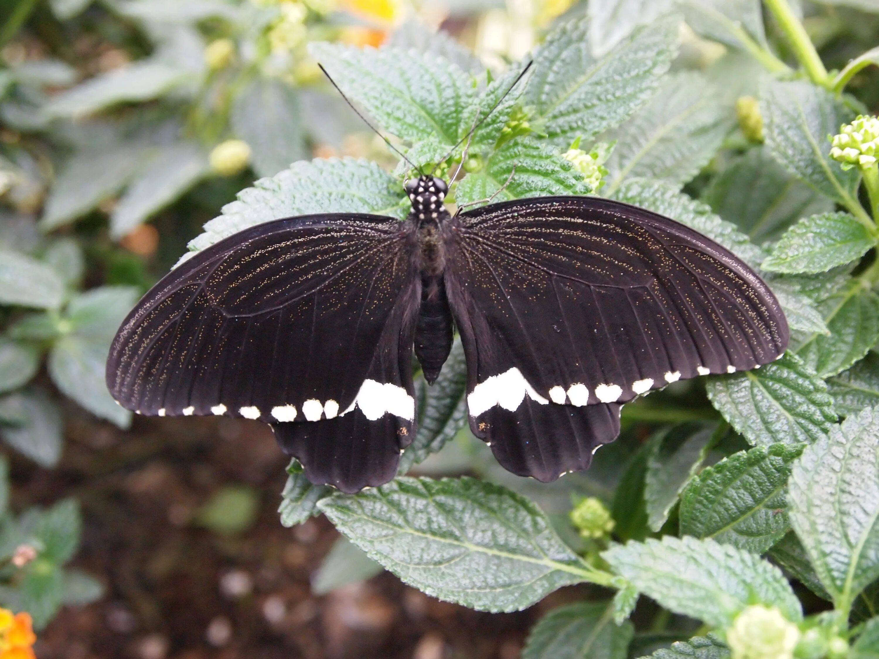 Бабочка Limenitis Arthemis. Papilio Polytes. Papilio Troilus. Бабочка черная. Бабочка черный рынок