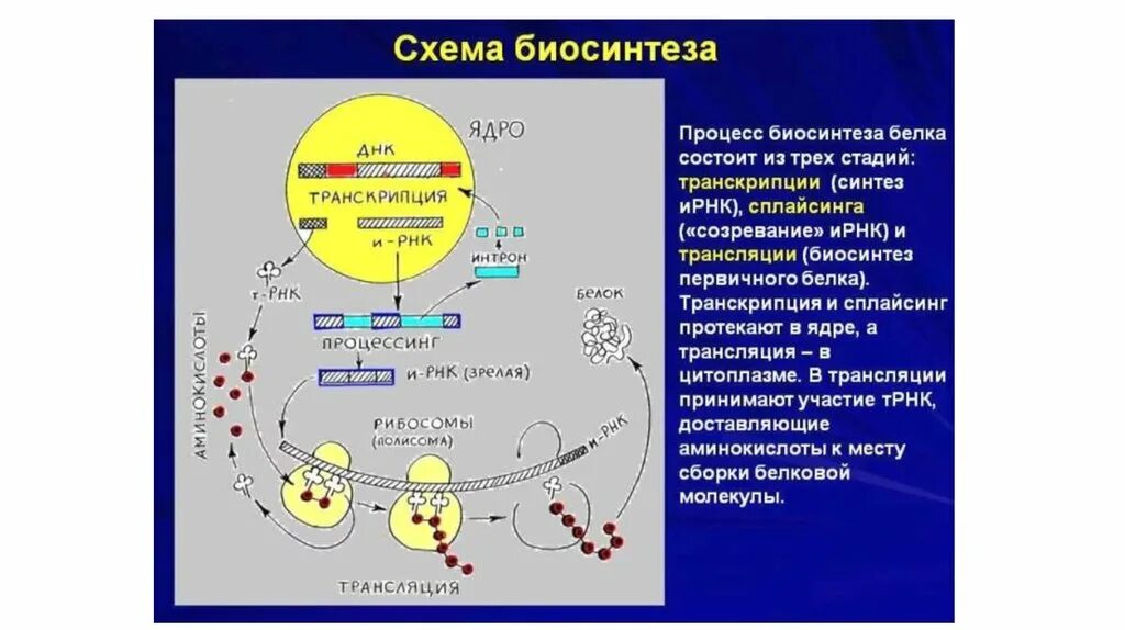 Биосинтез белков сообщение. Этапы биосинтеза белка процессинг. биосинтез трансляция транскрипция биосинтез белка. биосинтез белка транскрипция процессинг. процесс синтеза белка транскрипци.