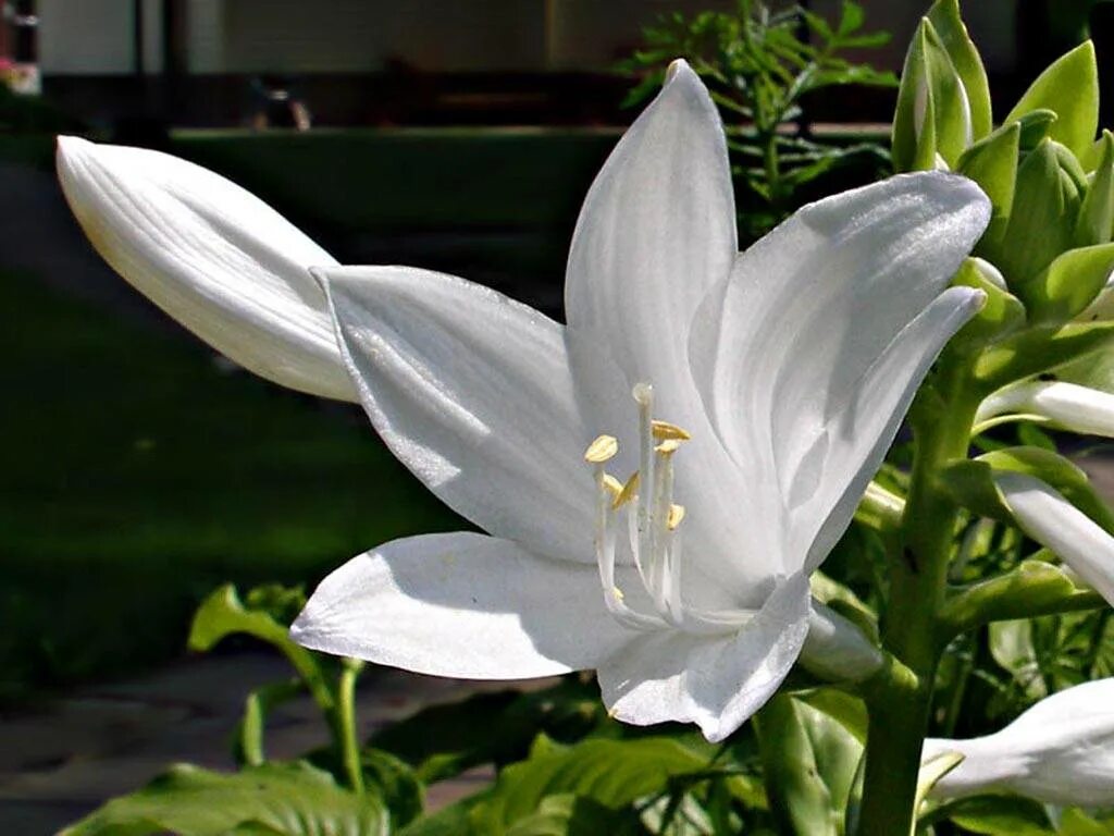 Альстремерия перуанская. Lilium arbatax. Горная лилия альстромерия. Альстромерия каллисто. Цветы как маленькие лилии.