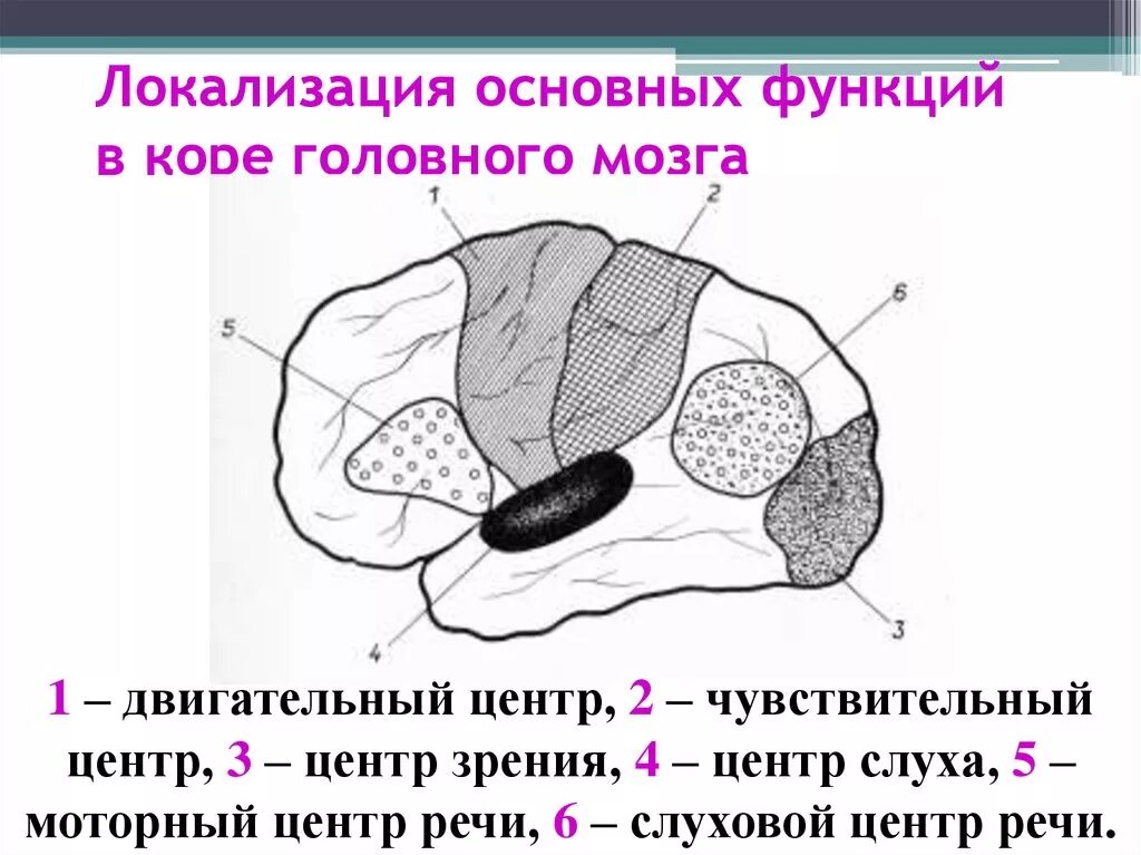 Локализация функции в коре головного