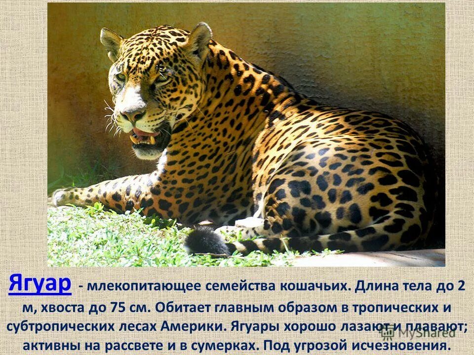 пословица про леопарда и пятна. кроссворд на тему кошки.