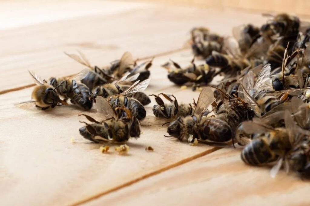 Пчелы гибнут. Гибель пчел. Мертвая пчела. Массовая гибель пчел.