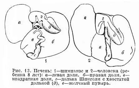 Доли печени кошки