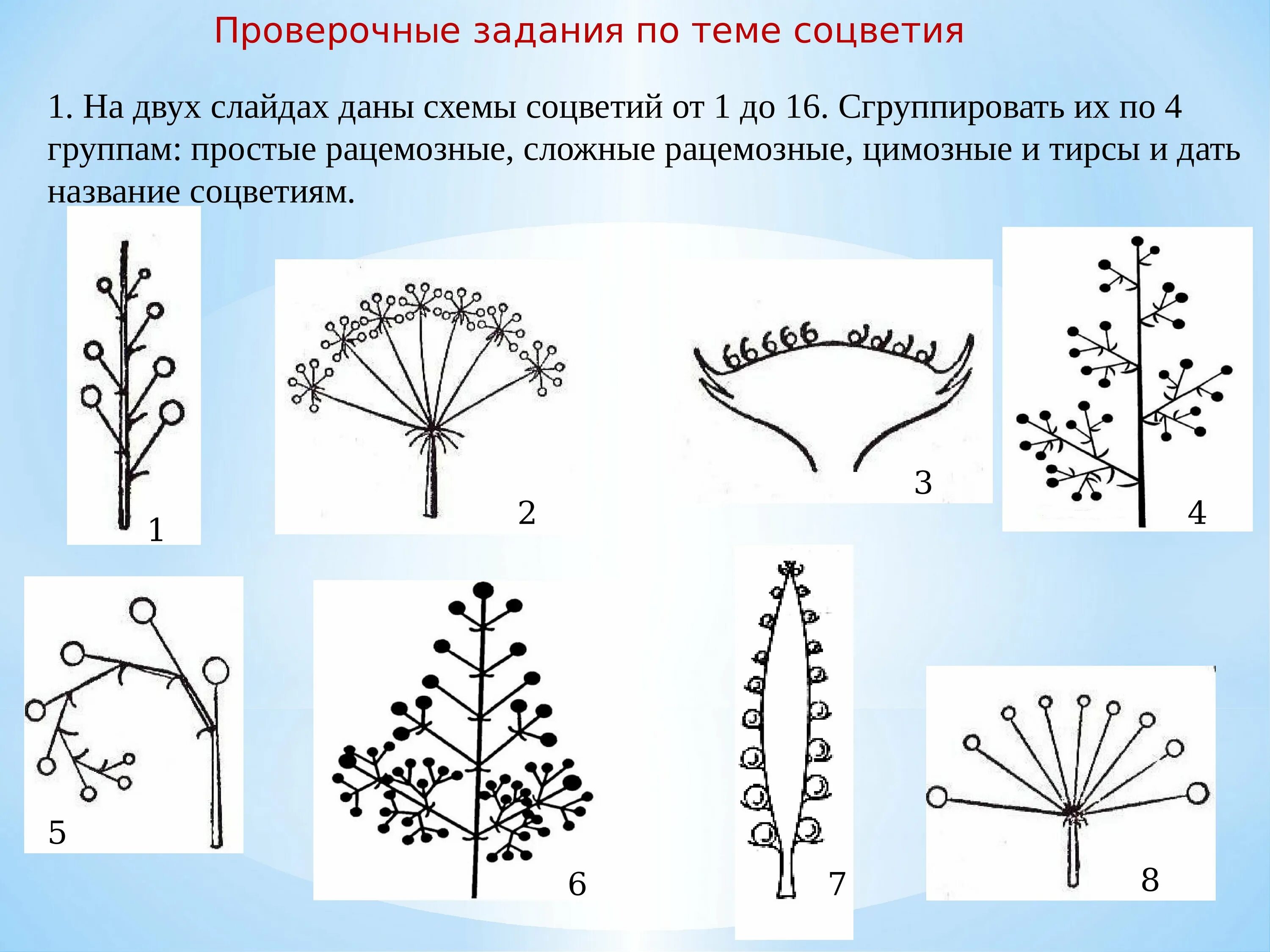 Какой тип соцветия. Монохазий дихазий плейохазий. Схемы типов соцветий покрытосеменных растений. Соцветия 6 класс биология. Ботриоидные соцветия.