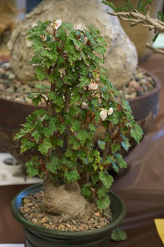 Бегония дрега. Бегония dregei. бегония дрега (begonia dregei). бегония каудексная дреге. бегония дрега каудексная пятнистая.