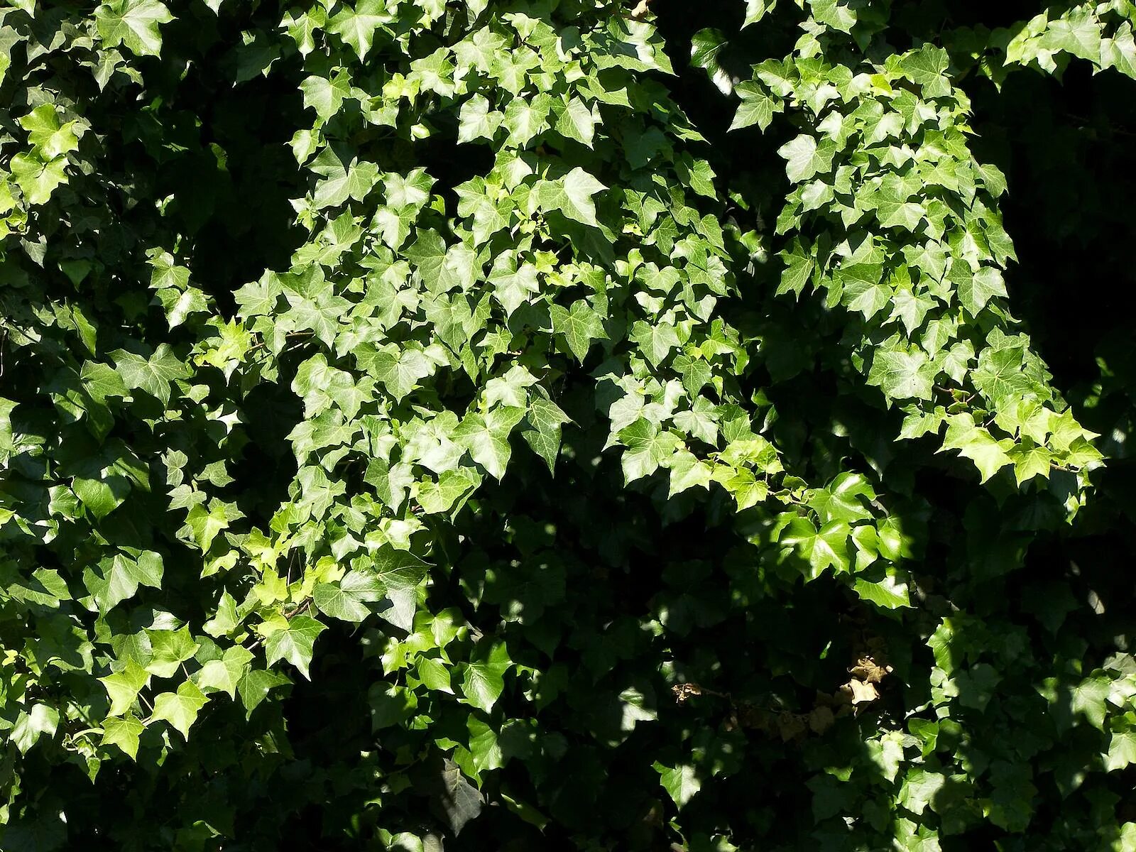 Плющ Пастухова Hedera pastuchowii. Плющ Хмель. Виноградовник плющ. Ялтинский плющ. Как называется плющ