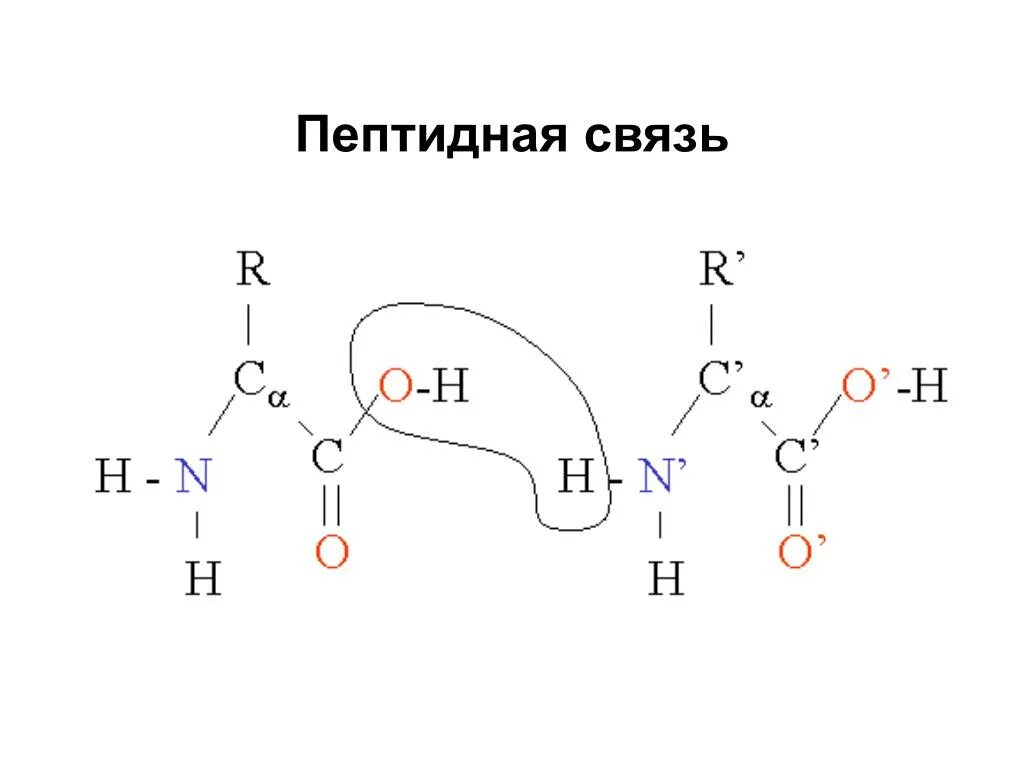 Образование пептидной связи происходит в. Строение белка пептидная связь. Формула белка пептидная связь. Схема образования пептидной связи в молекуле белка. Белки пептидная связь формула.