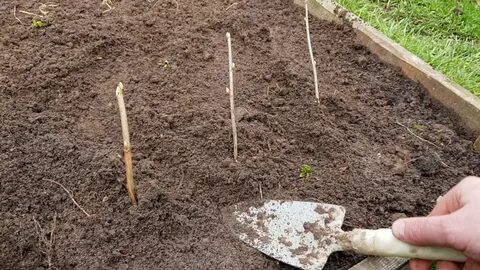 Посадка смородины черенками