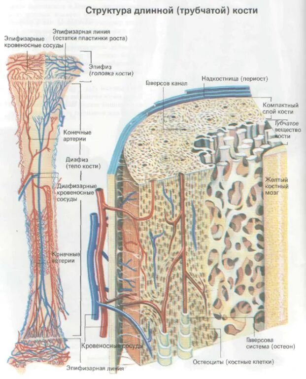 Тело длинной трубчатой кости. Схема строения трубчатой кости. Трубчатая кость строение и функции. Строение длинной трубчатой кости. Обозначьте строение длинной трубчатой кости.