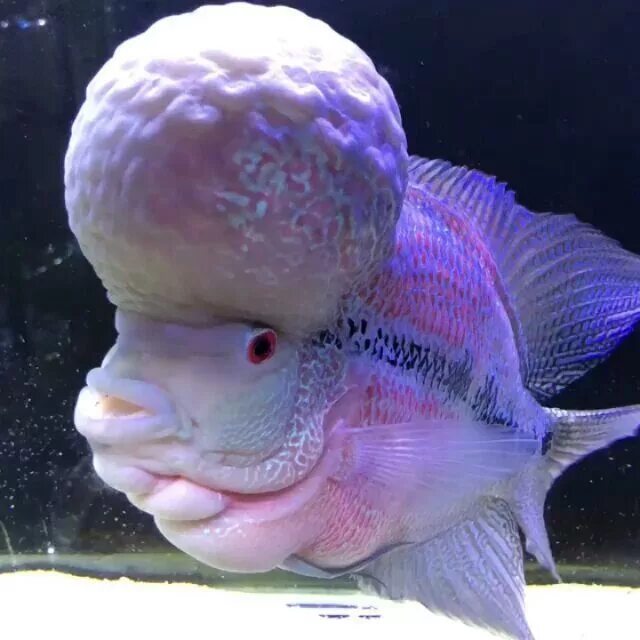 Brain fish. Аквариумная рыбка Фловер Хорн. Смешные рыбы. Самые смешные рыбы. Мозг рыбы.