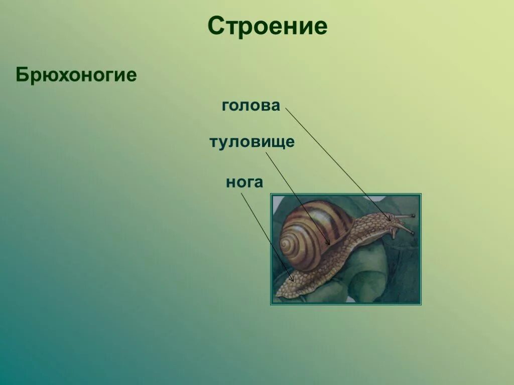 Строение брюхоногих моллюсков. Внутренне строение брюхоногих моллюсков. Брюхоногие моллюски нога. Брюхоногие моллюски 7 класс. Брюхоногие имеют