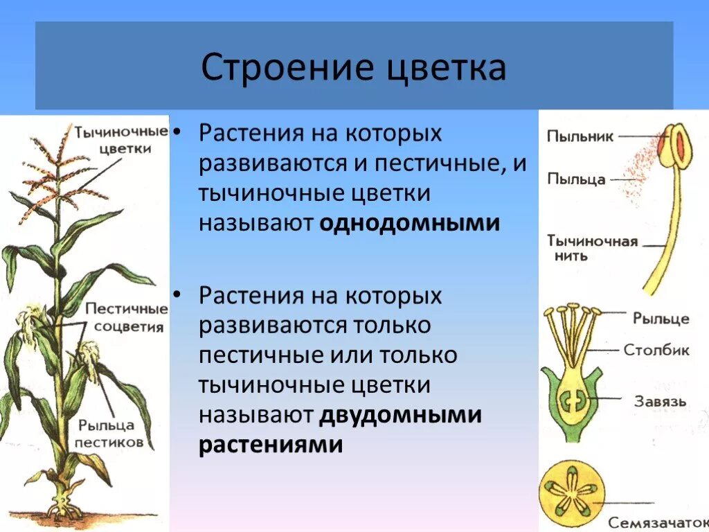 Цветки имеющие только пестики называют тычиночными. Растения на которых развиваются и тычиночные и пестичные. тычиночные цветки и пестичные цветки. цветок строение пестичные и тычиночные. строение однодомного растения.
