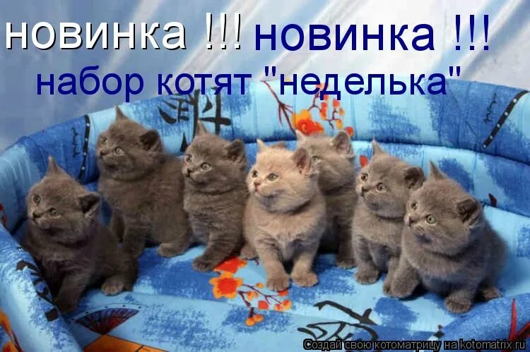 смешные картинки про четверг. комиксы с котиками. с понедельником прикольные. кот пятница. котик понедельник.