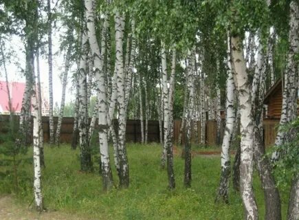 Ближнюю березовую рощу