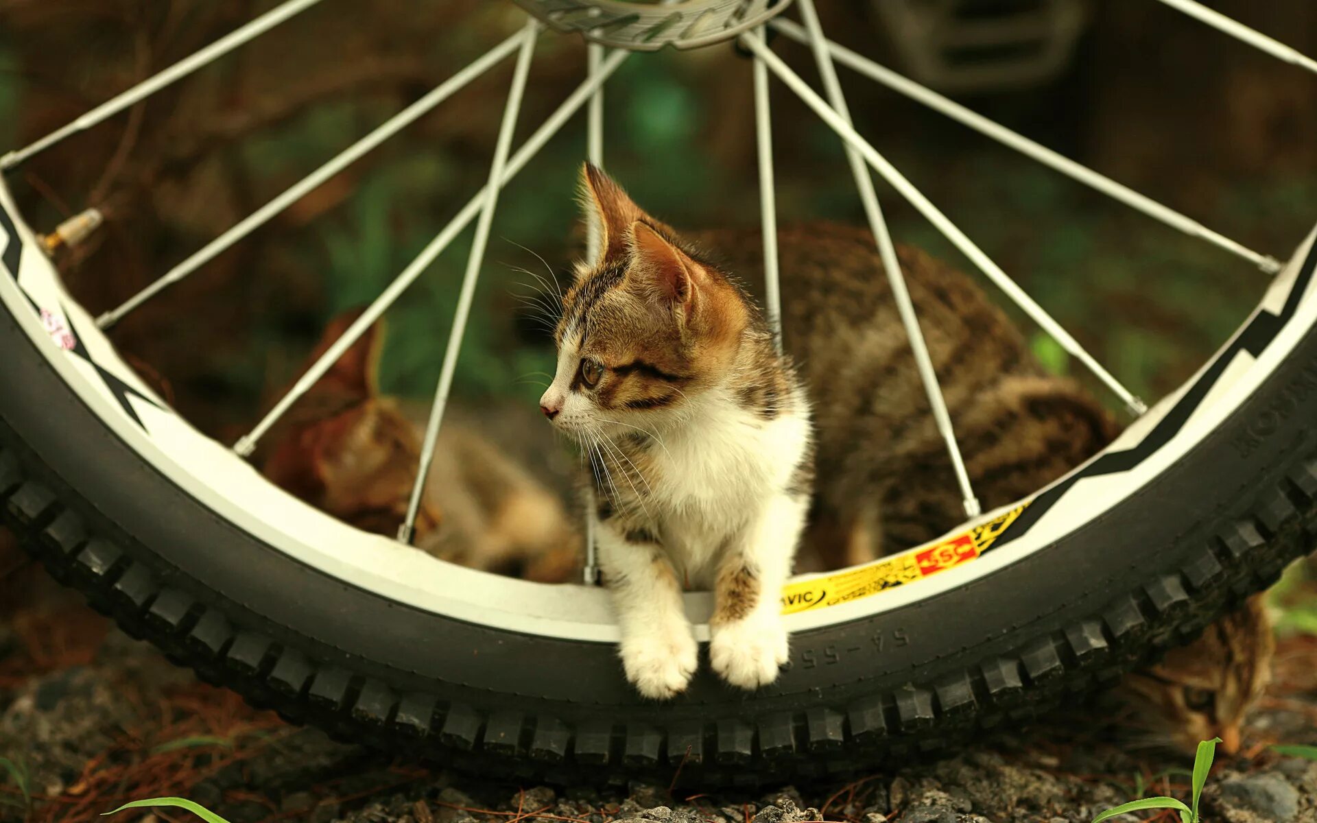Котёнок в колесе велосипеда. Звери на велосипеде. Кот на рабочий стол. Котик в корзинке велосипеда.