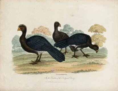 Zoological society