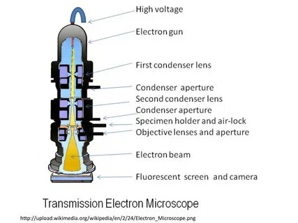 Transmission microscopy