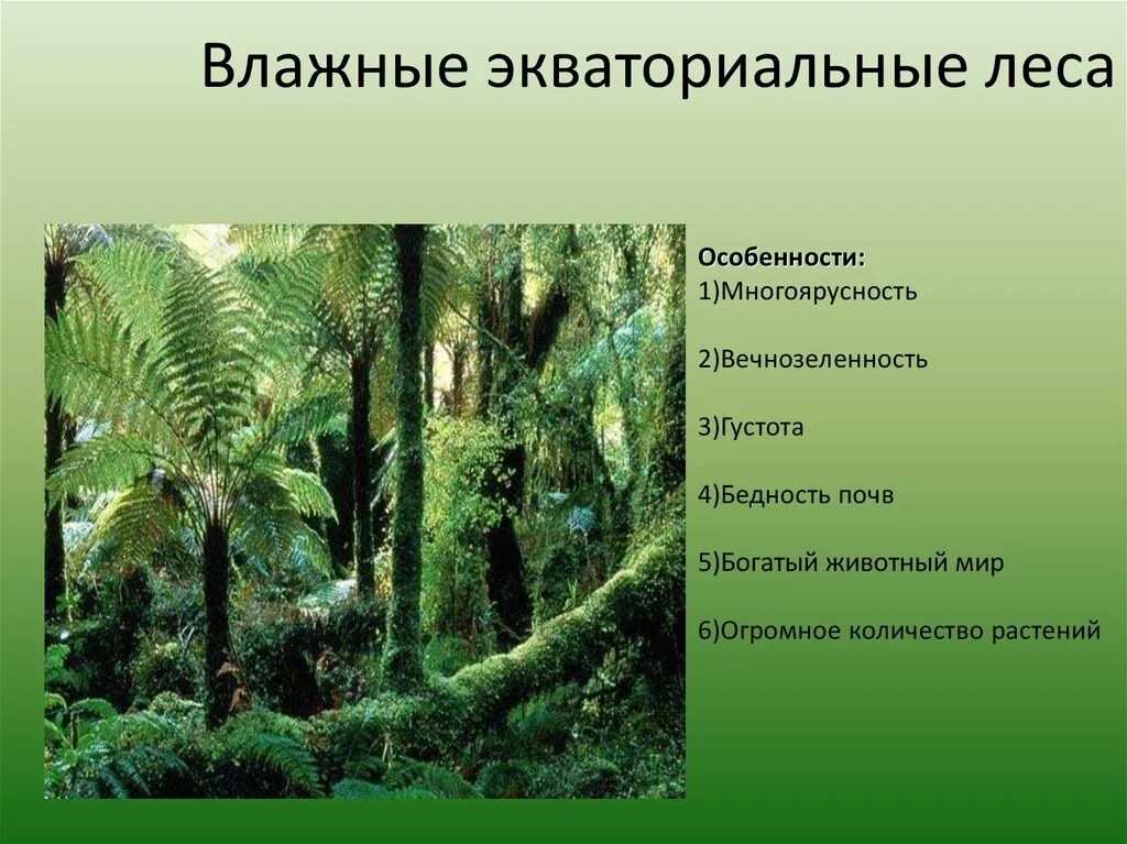 Какую площадь занимают экваториальные леса. Влажные экваториальные тропические леса растения. Гилея в Африке. Экваториальные леса характеристика. Природные условия в тропических лесах.