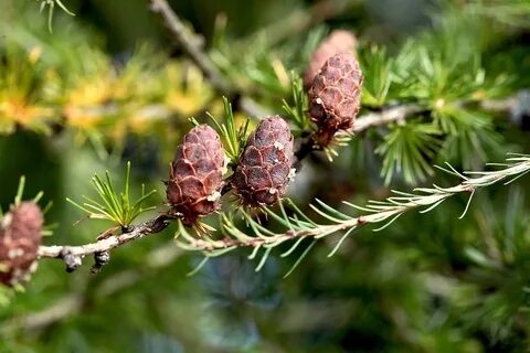 Шишки хвойных раскрываются примета