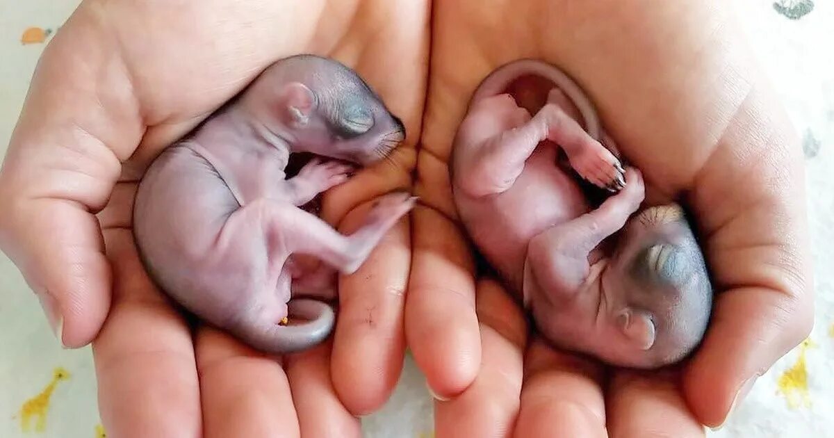 Детеныш рождается зрячим. Новорожденные бельчата. Новорожденный Бельчонок. Детеныш белки новорожденный.
