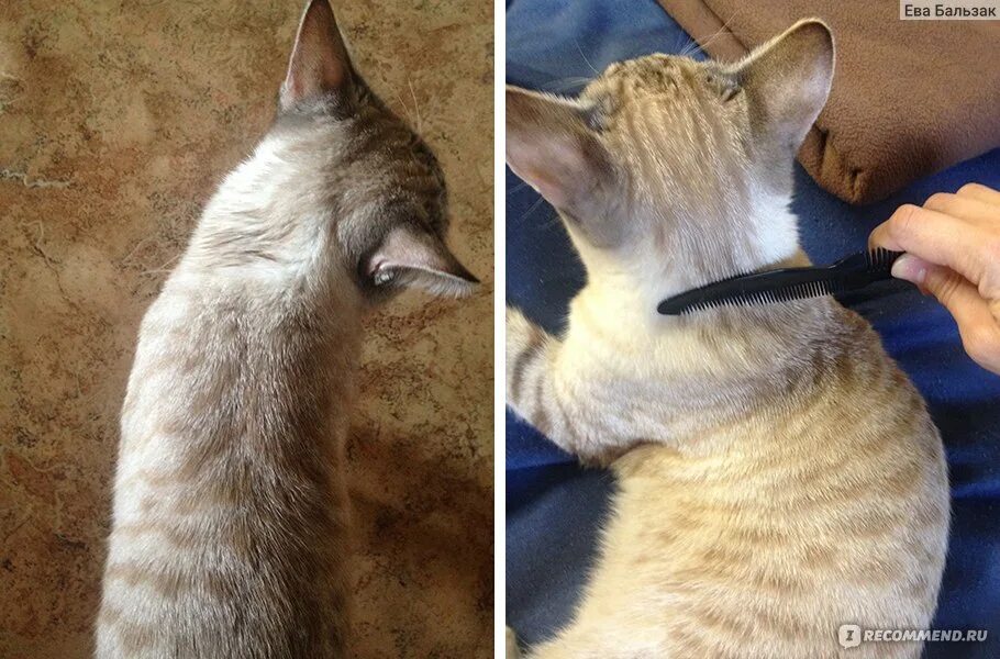 Укол коту в холку. Складки на холке у кошки. Шишечка на холке у кота. Холка кота фото. Идущая кошка силуэт.