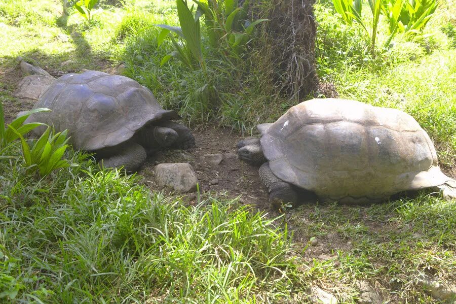 Сейшельские черепахи. Гигантская черепаха Альдабра. Черепахи на Сейшельских островах. Остров Альдабра Сейшелы черепахи. Альдабрские черепахи на Сейшелах.