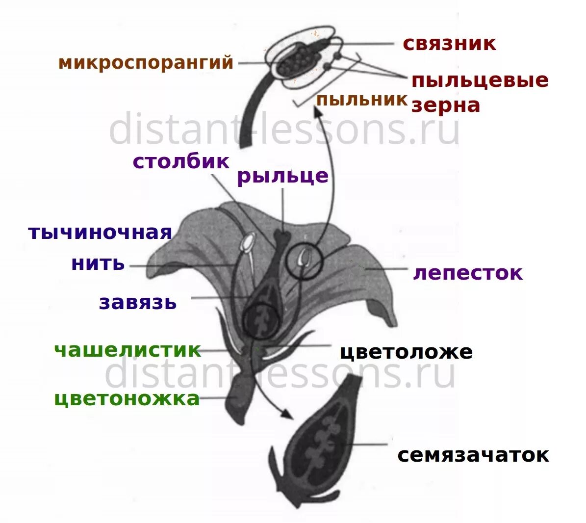 Что образуется в пыльнике цветка. Строение цветка. канна строение цветка. строение канны.