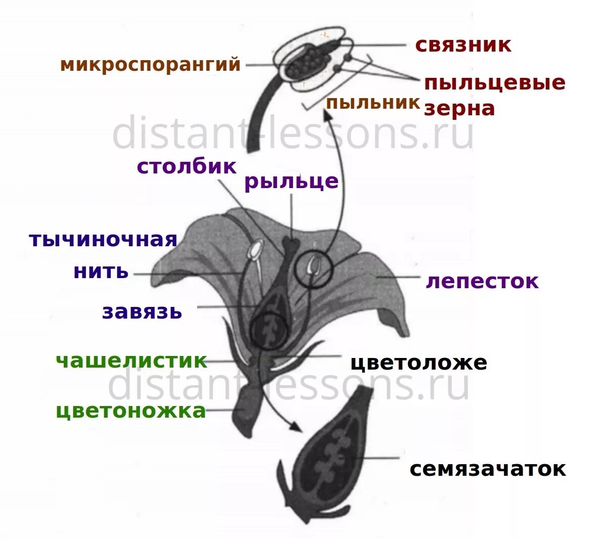 Чашелистик пыльник и завязь на рисунке цветка. Строение околоцветника Канны. Строение цветка. Канна строение цветка. Стеблевая часть цветка.