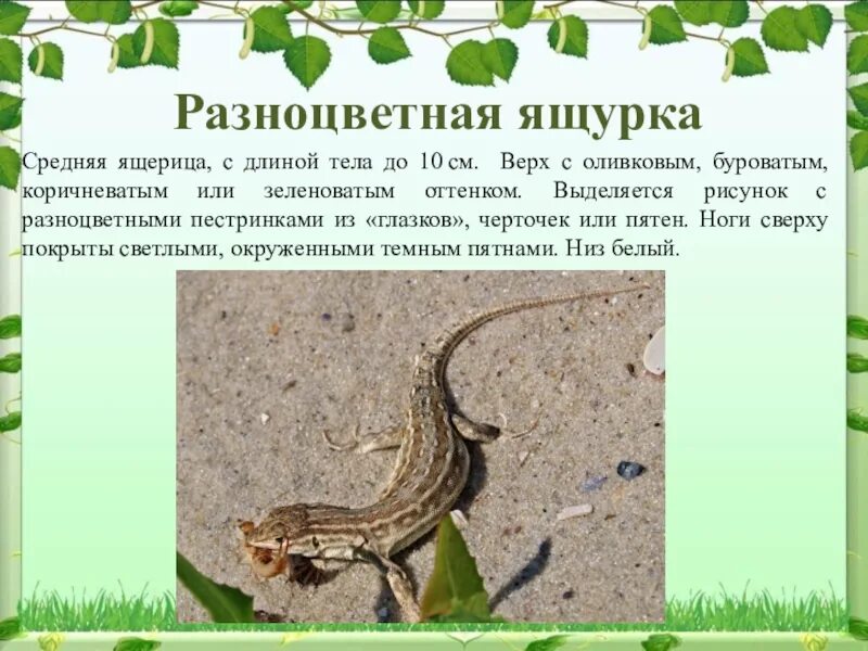 Ящерица красной книги. Ящурка разноцветная красная книга. ящерица красная книга.