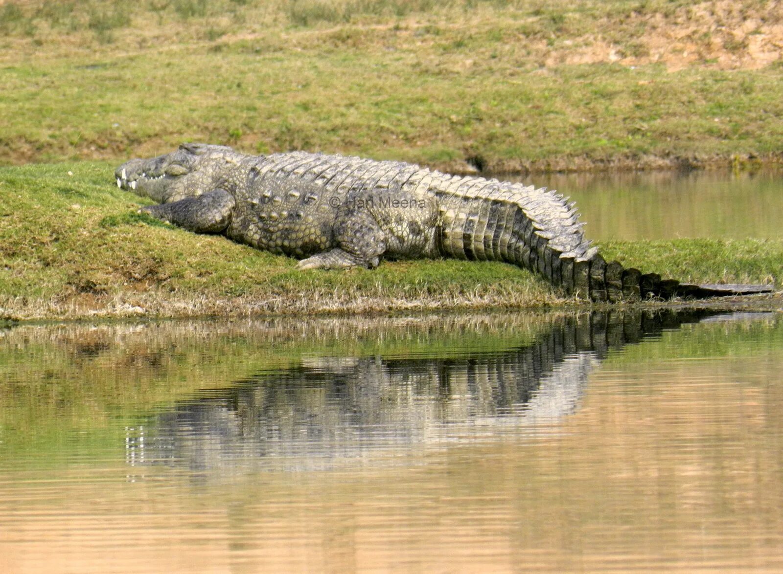 Болотный крокодил. Болотный крокодил (crocodylus palustris). магер крокодил. болотный крокодил магер. болотный крокодил в индии.