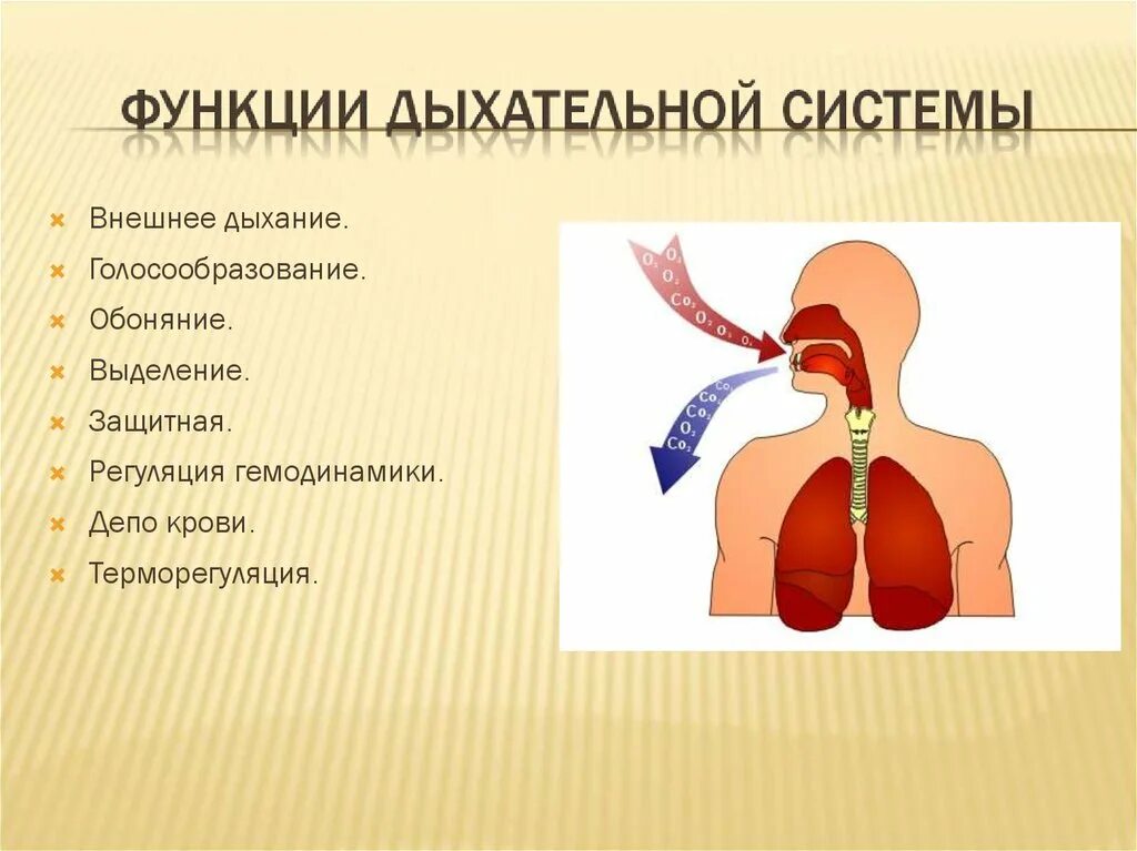 Каковы функции дыхания. Основные функции дыхания. Функции дыхательной системы. Дыхательные функции дыхательной системы. Главные функции дыхательной системы человека.