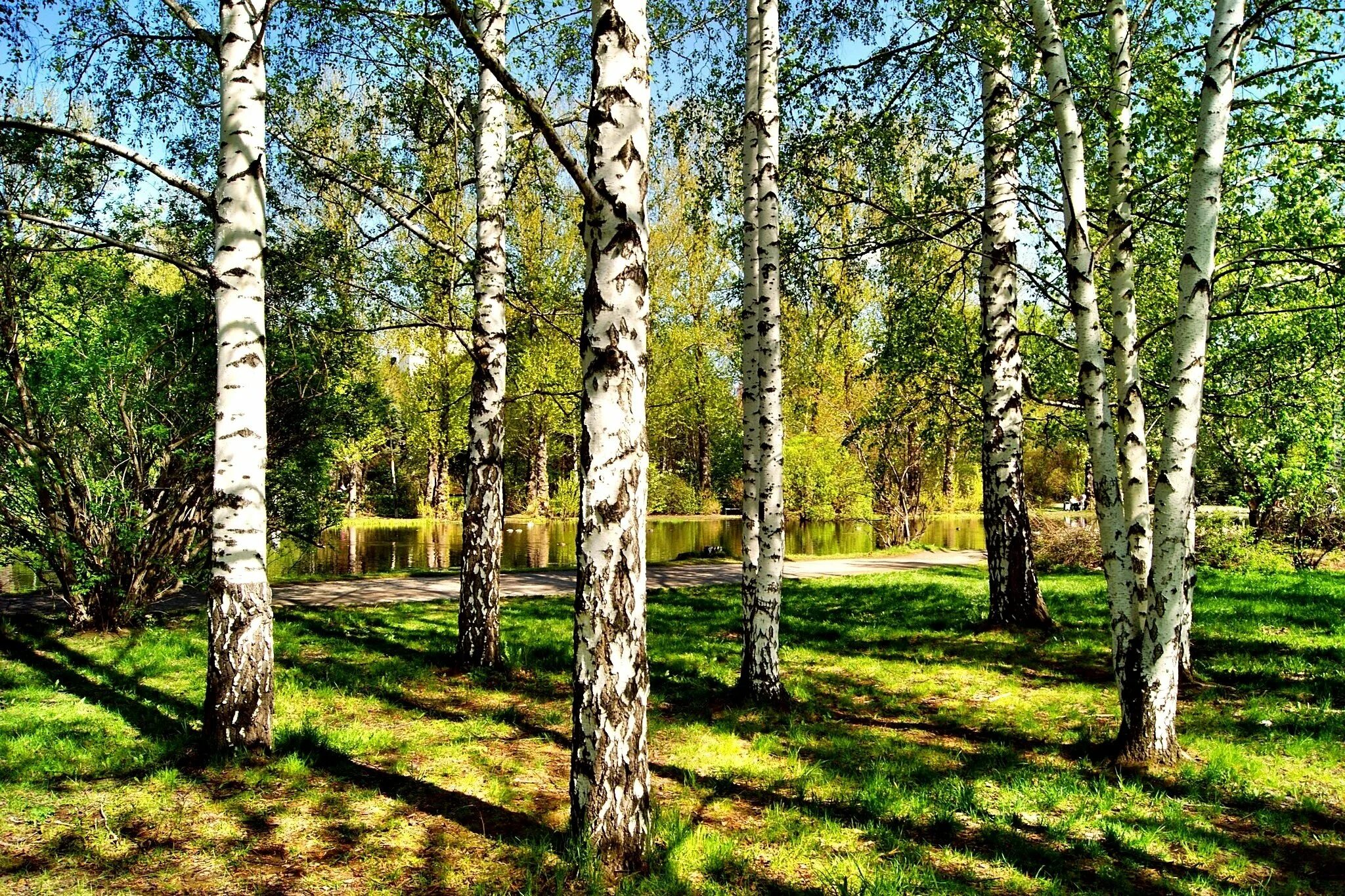 Березки орел. Березовая роща Томск. Березовая роща Далматово. Берёзовая роща парк Новосибирск. Березовая роща Белгород.