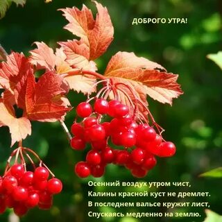 Калина осенью