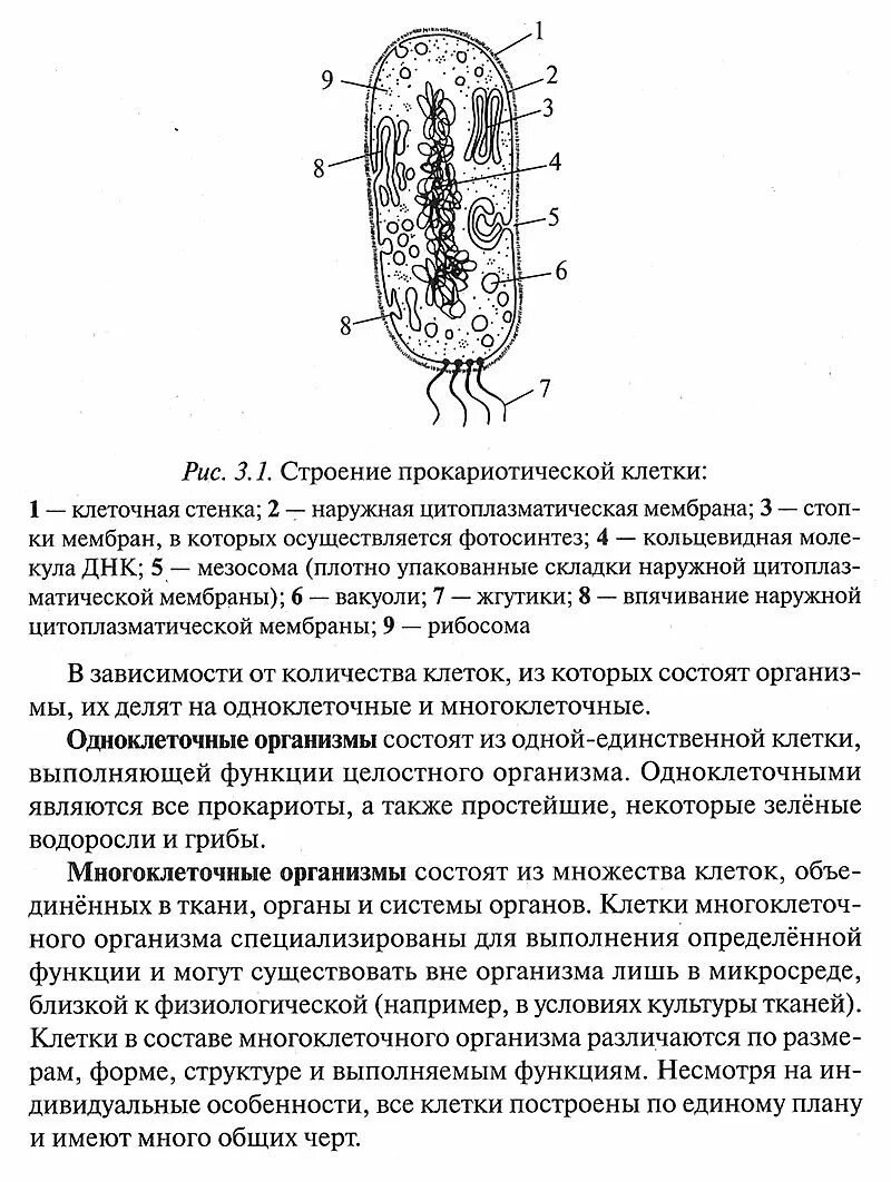 Лабораторная работа строение прокариотической клетки. Строение и функции прокариотической клетки. Особенности строения прокариотической клетки. Схема. Прокариотическая клетка строение и функционирование. Строение прокариотической клетки цианобактерии.