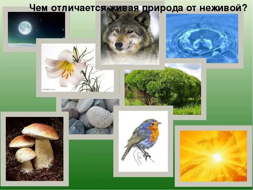Живые неживые организмы. Живая и неживая природа. Живой и неживой организм биология. Живые неживые организмы. Живые и неживые организмы.