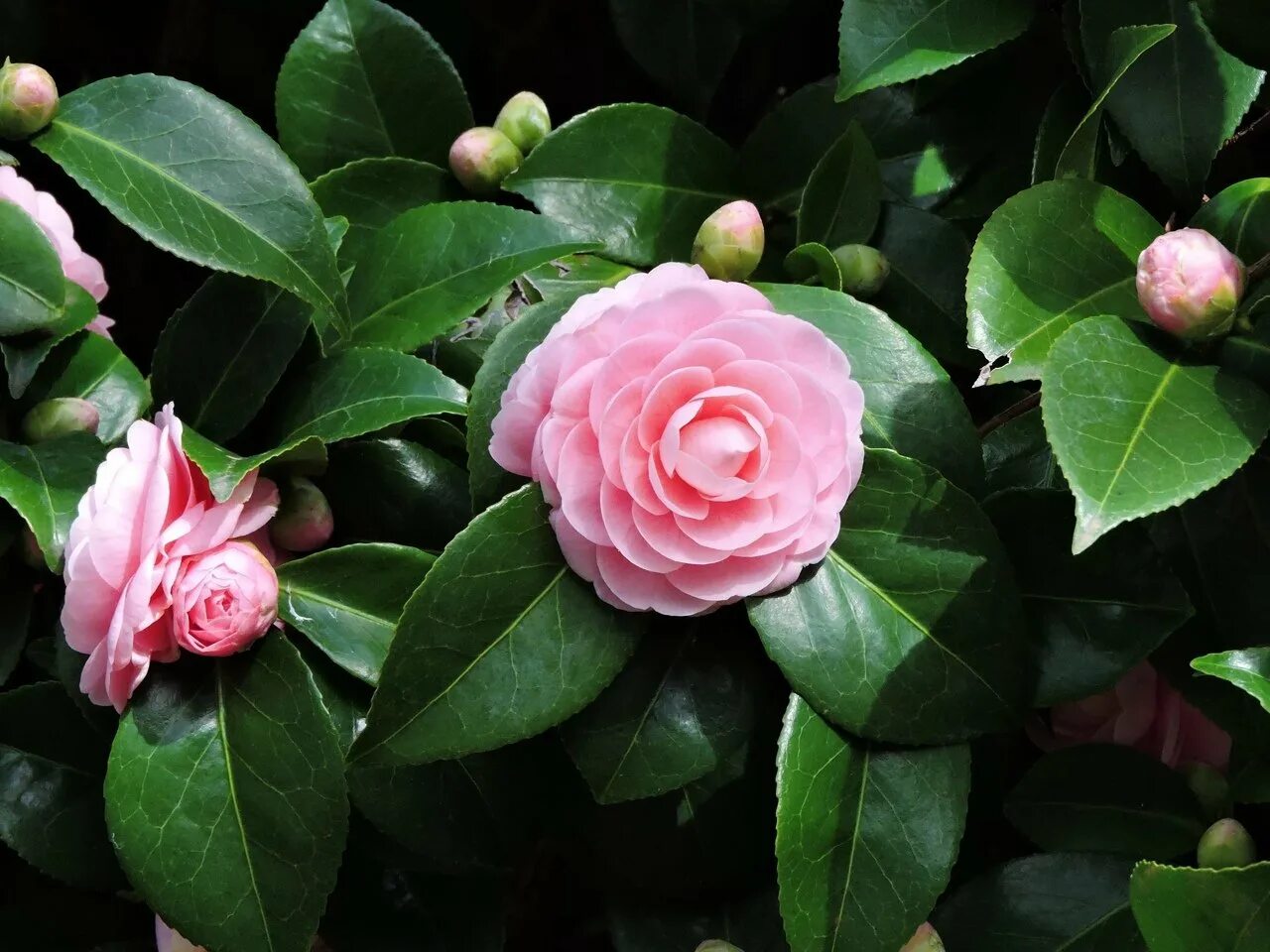 Камелия в саду. Камелия японская Camellia japonica. Миддлемист Камелия. Камелия японская Вильям Бартлетт. Камелия японская комнатная Вильям Бартлетт.