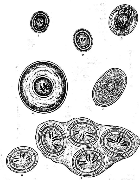 Яйца свиного цепня микроскоп. Бычий и свиной цепень яйца. Яйца гельминтов бычий цепень. Бычий цепень онкосфера. Яйцо с онкосферой