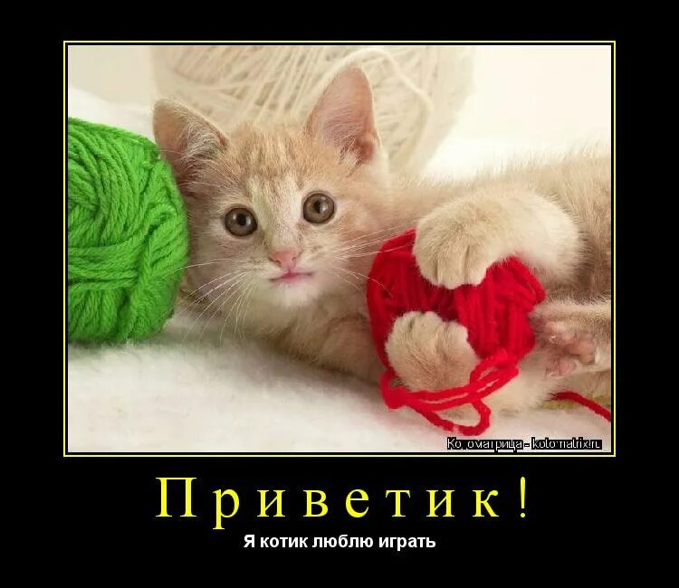 маленький котёнокигра. я котиков люблю играть. котенок играет. кошка играет с мячиком. котик я тебя люблю.