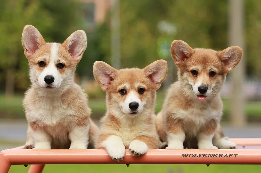 щенки вельш корги пемброк. вельш корги пемброк с сиамской кошкой рядом. корги пемброк щенок. пенза щенок корги. щенки вельш корги пемброк.